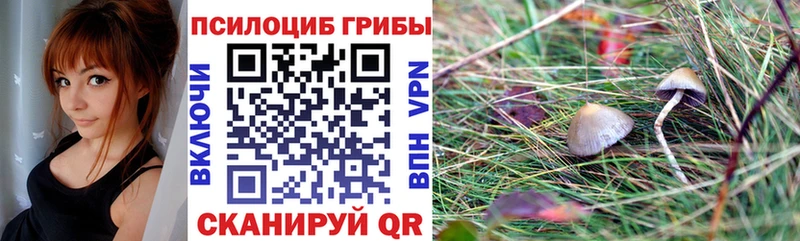 Псилоцибиновые грибы Psilocybe купить Таруса